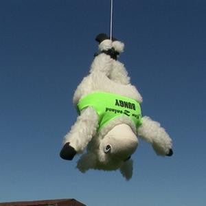 Bungy Jumping Sheep