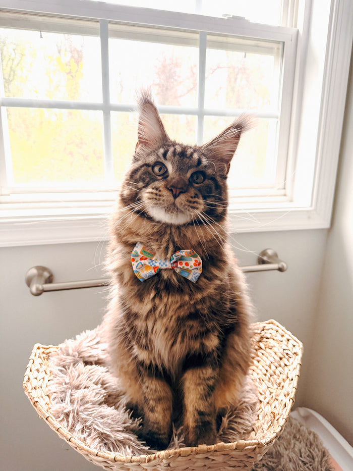 INFLUENCER_CONTENT | @FELINE.CUTE | COLLAR SIZE: M