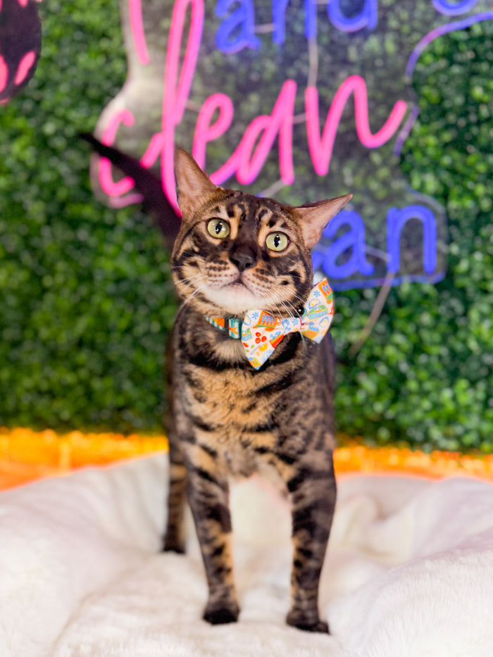 INFLUENCER_CONTENT | @FELINE.CUTE | COLLAR SIZE: M