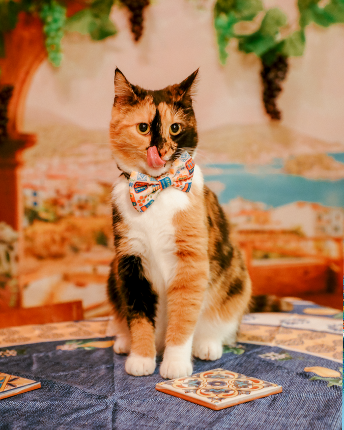 INFLUENCER_CONTENT | EMMY | COLLAR SIZE: S