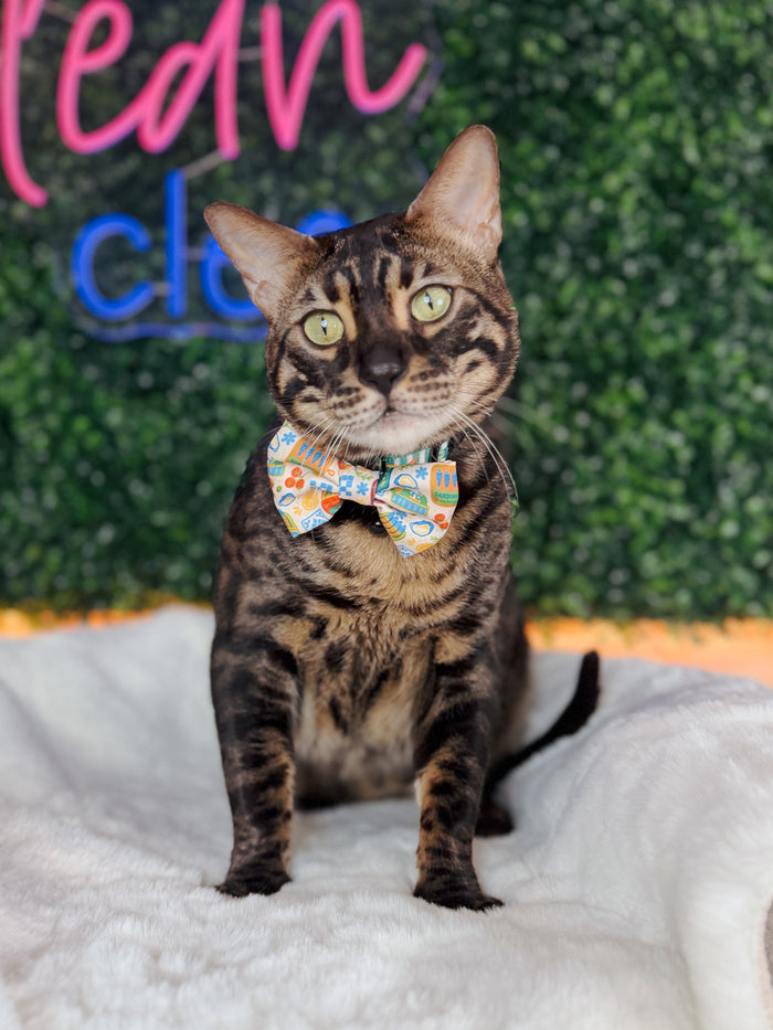 INFLUENCER_CONTENT | @FELINE.CUTE | COLLAR SIZE: M