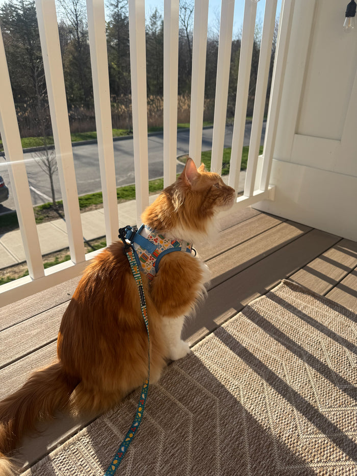INFLUENCER_CONTENT | @OUR_MAINECOON_LIFE | HARNESS SIZE: M