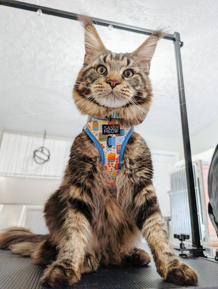 INFLUENCER_CONTENT | @FELINE.CUTE | HARNESS SIZE: M