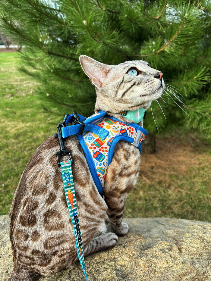 INFLUENCER_CONTENT | @BENGAL.KITTY.KORRA | COLLAR & HARNESS SIZE: S