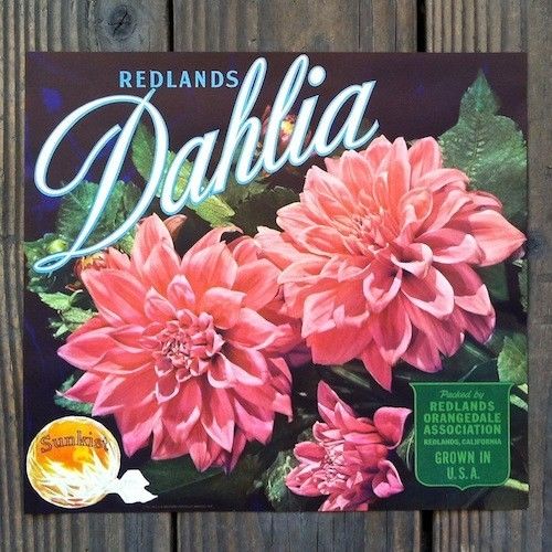 DAHLIA REDLANDS SUNKIST Citrus Crate Box Label 1940s