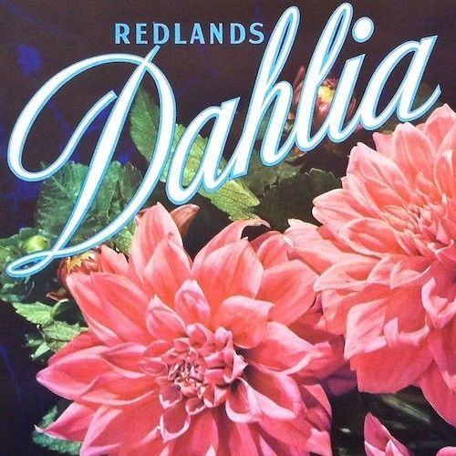 DAHLIA REDLANDS SUNKIST Citrus Crate Box Label 1940s
