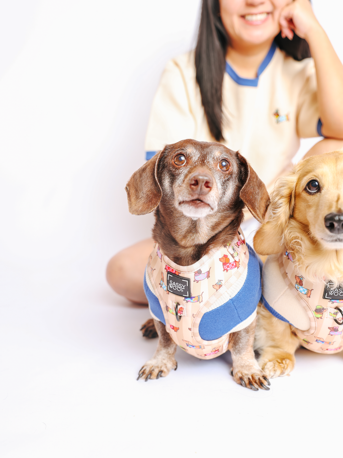 INFLUENCER_CONTENT | @WINSTONTHEDOX | HARNESS SIZE: XS