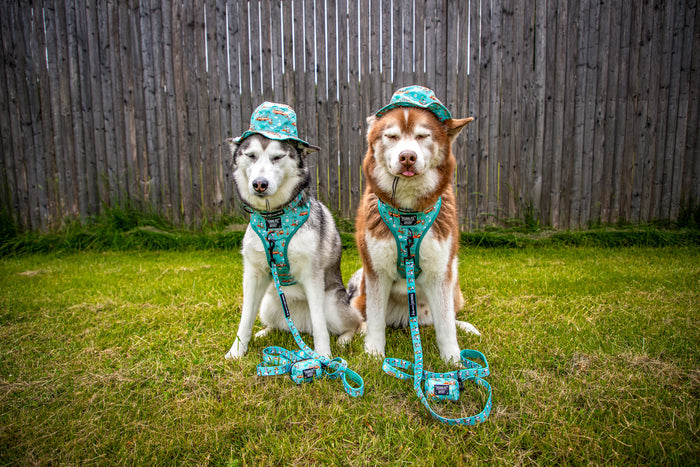 INFLUENCER_CONTENT | @LILLY_CLOVER_HUSKY | HAT SIZE: M