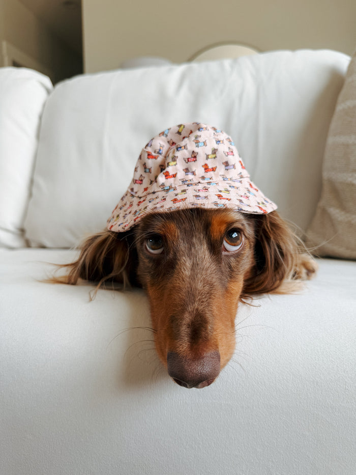 INFLUENCER_CONTENT | @WINSTONTHEWEENIEMAN | BUCKET HAT SIZE: S