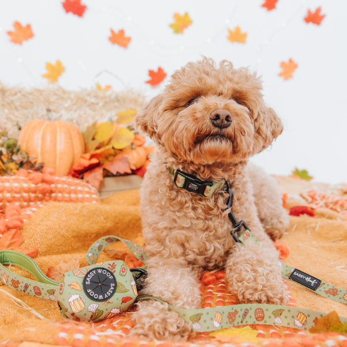 A curly-haired brown dog lies on an orange blanket with autumn leaves, pumpkins, and hay. The pup wears a green “Dog Collar - Wurst Behavior” by Sassy Woof. Hanging fall leaves in the background add to the cozy scene.