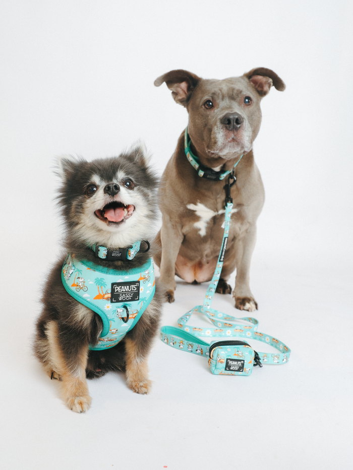 INFLUENCER_CONTENT | @PEANUTANDLOIS | COLLAR SIZE: S/L & HARNESS SIZE: XS