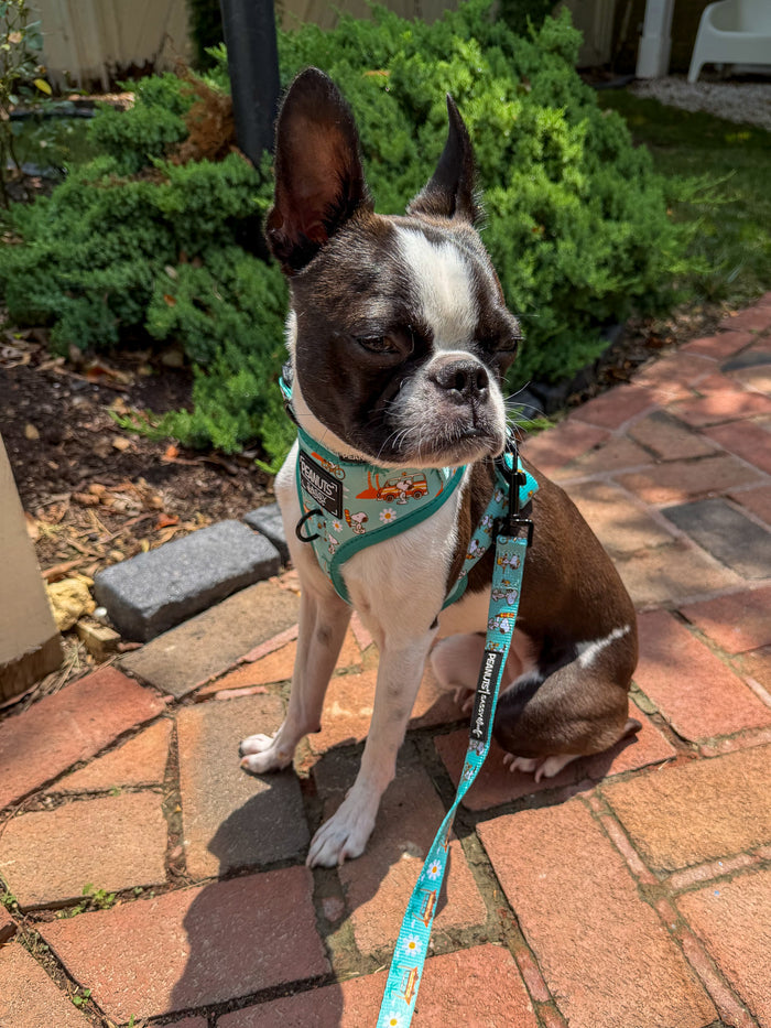 INFLUENCER_CONTENT | @THECHUNKY_AND_THEMONKEY | COLLAR SIZE: S & HARNESS SIZE: XS