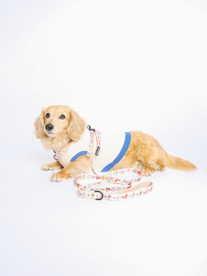 INFLUENCER_CONTENT | @MAYATHEDOX | COLLAR SIZE: S & HARNESS SIZE: XS