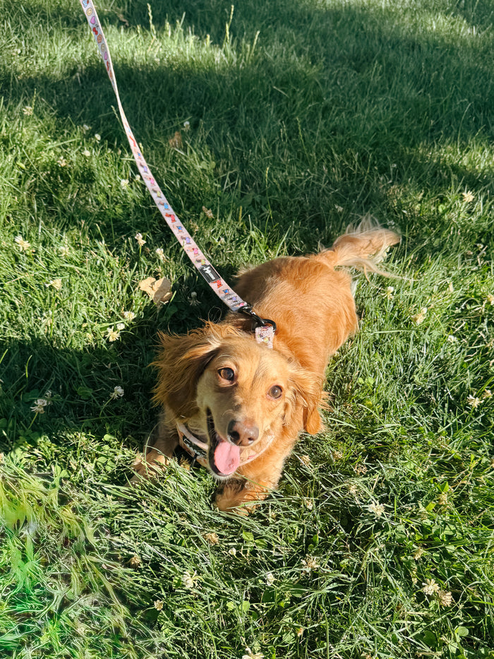 INFLUENCER_CONTENT | @BROOKIETHEBRATXIE | HARNESS SIZE: XS