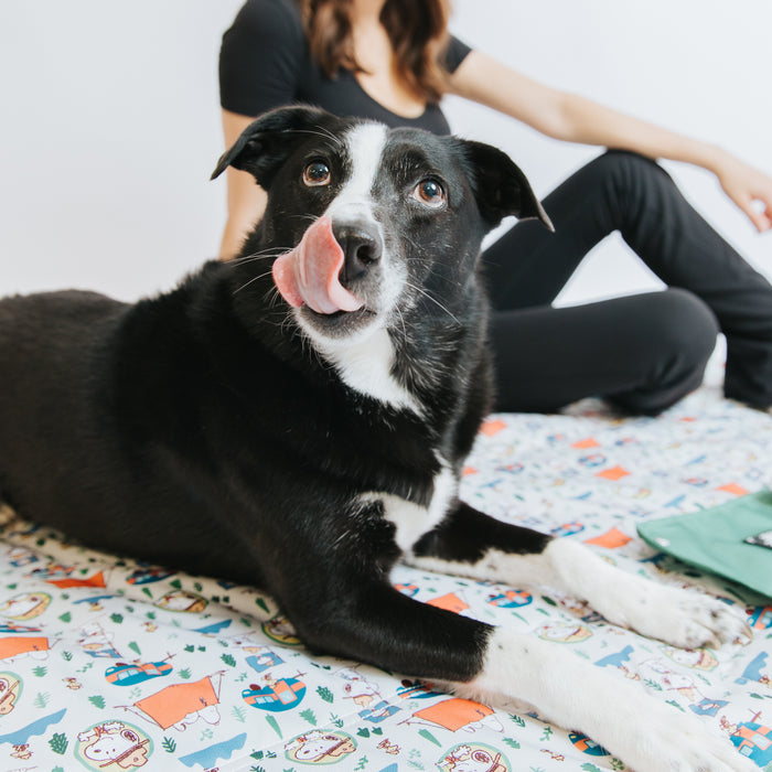 A black and white dog with Snoopy accessories relaxes on a Sassy Woof Peanuts™ Beagle Scouts Dog Picnic Blanket, licking its nose. In the blurred background, a person in black sits against a white backdrop.