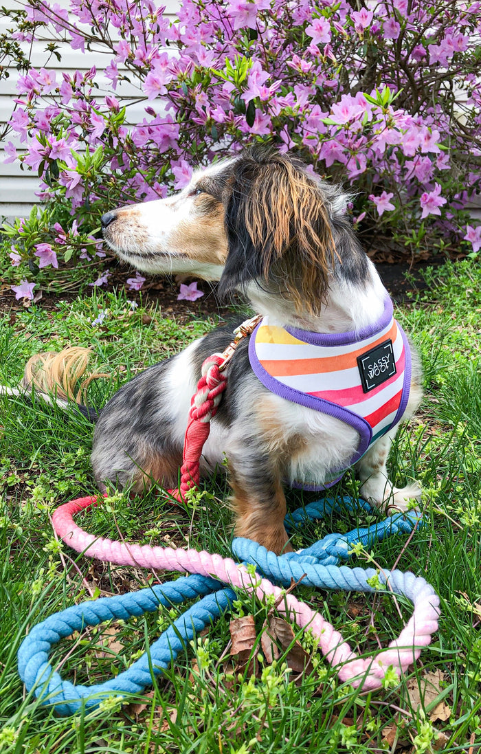 A small dog in a striped harness with rose gold hardware sits on grass beside the Sassy Woof Dog Rope Leash - Jack & Jill, looking to the side. Pink flowers and lush green bushes bloom in the background.