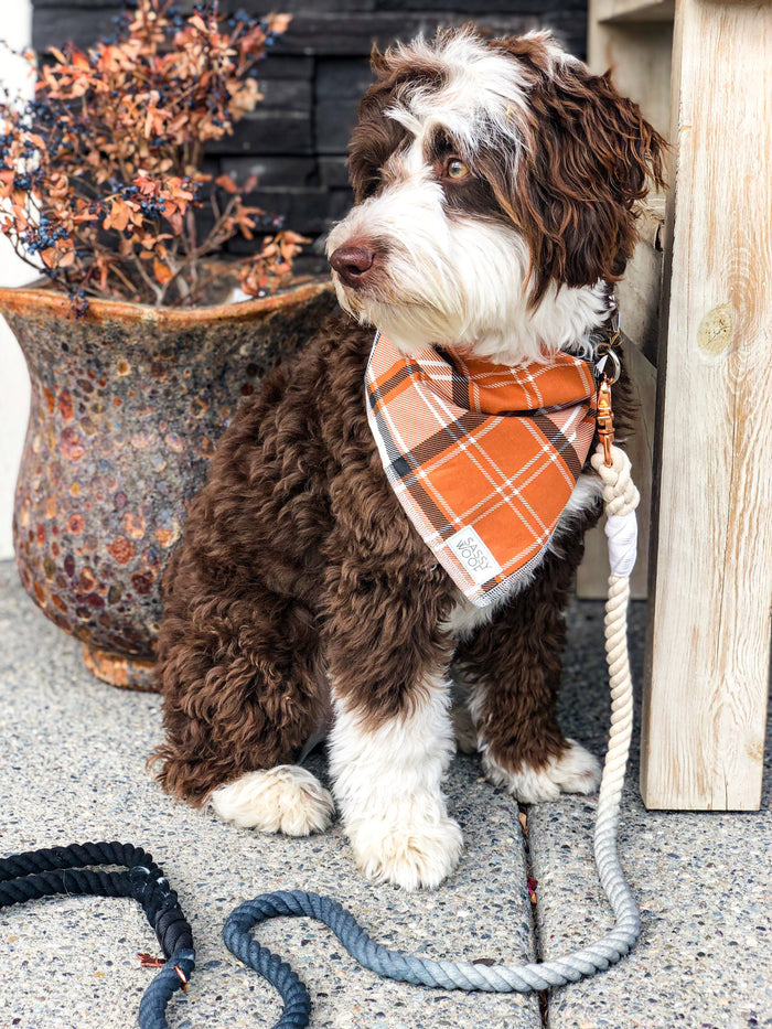 A fluffy brown and white dog in an orange plaid bandana sits by a planter, while two Sassy Woof Dog Rope Leash - Ombre Black with rose gold hardware lie nearby.