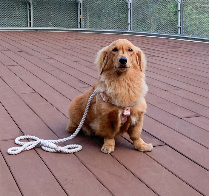 A golden dog in a harness sits on a wooden deck with the Sassy Woof Dog Rope Leash - Serenity beside it; a metal fence and greenery are in the background.