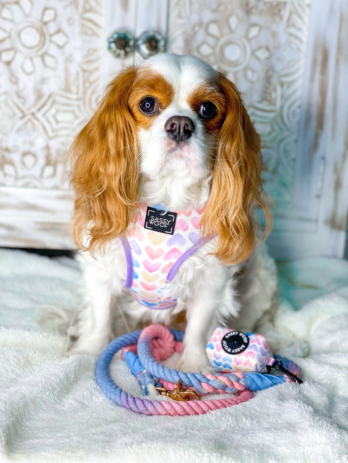 A Cavalier King Charles Spaniel sits on a white blanket, wearing a pastel heart-patterned harness with rose gold hardware. In front of the dog are colorful Sassy Woof Dog Rope Leash - Victoria and a matching accessory.