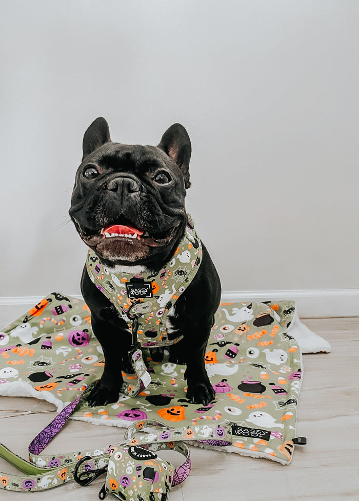 A black French Bulldog sports a matching Haunt Mess harness and leash as it sits on a festive blanket, with the Sassy Woof Dog Waste Bag Holder - Haunt Mess resting nearby.