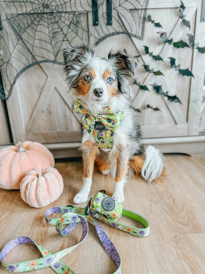 INFLUENCER_CONTENT | @LEXI.THE.TOY.AUSSIE_2021