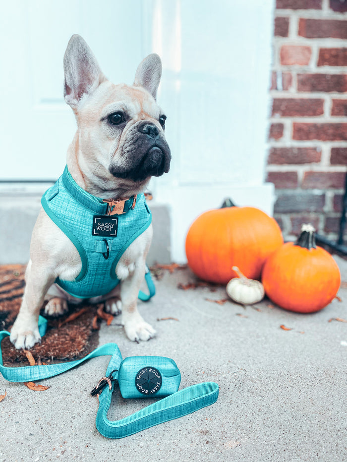 A French Bulldog sits on a doorstep beside a Sassy Woof Dog Waste Bag Holder - Napa, with two orange pumpkins and a small white pumpkin nearby, set against a brick wall and white door.