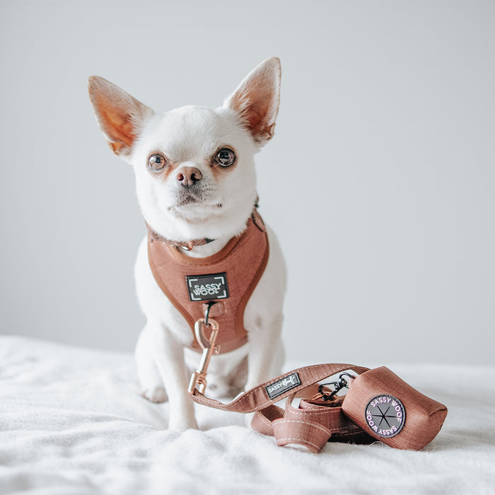 A small white Chihuahua in a brown harness sits on a white surface with a matching Sassy Woof Teddy Dog Waste Bag Holder, brown leash, and badge beside it against a plain light background.