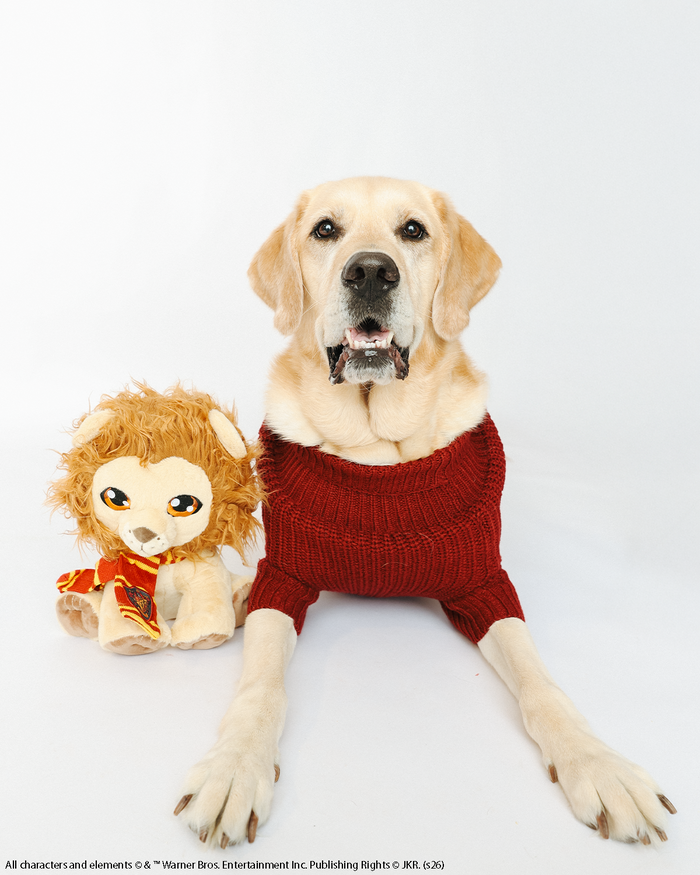 A yellow Labrador dog is lying on a white background, wearing the Sassy Woof Pet Cable Knit Sweater - Harry Potter™ Gryffindor in vibrant red, next to a plush toy lion with a ribbon around its neck.