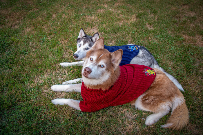 INFLUENCER_CONTENT | @LILLY_CLOVER_HUSKY | SIZE: XL & XXL