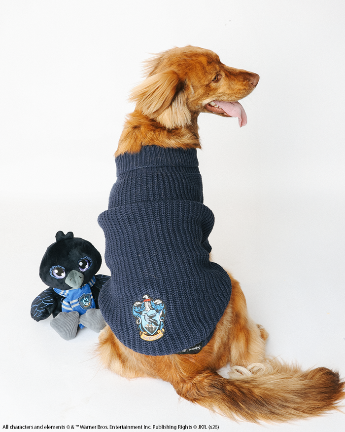 A golden retriever wearing the Sassy Woof Pet Cable Knit Sweater - Harry Potter™ Ravenclaw, featuring a blue cable knit design and crest, sits beside a black Ravenclaw-themed plush bird against a white background.