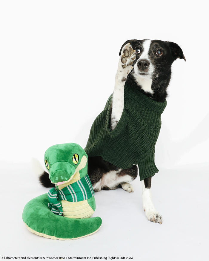 A black and white dog wearing the Sassy Woof Pet Cable Knit Sweater - Harry Potter™ Slytherin in green sits with one paw raised next to a green plush snake toy.