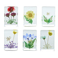 Pressed Floral in Gift Box Two's Company Pressed Flowers