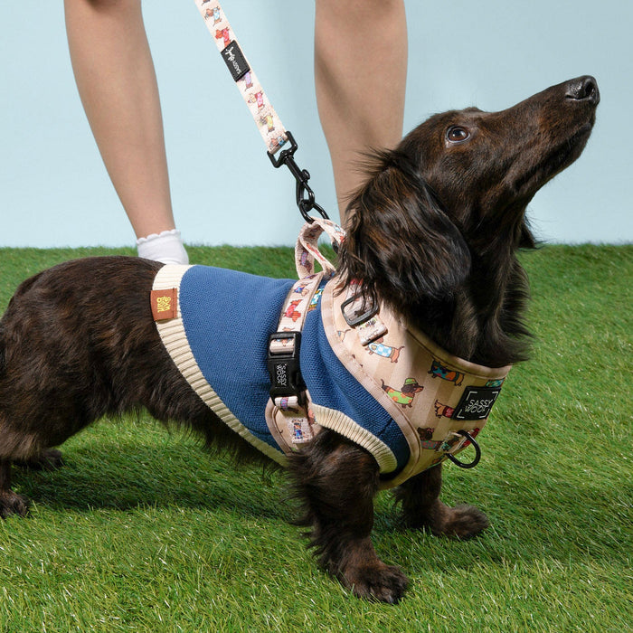 A long-haired dachshund stands on grass, looking up, wearing the Sassy Woof x Sunbean Dog Tee by Sunbean. The dog is leashed, and behind it, a person’s lower legs in white socks are visible—hinting at the possibility of matching outfits for dogs and their owners.