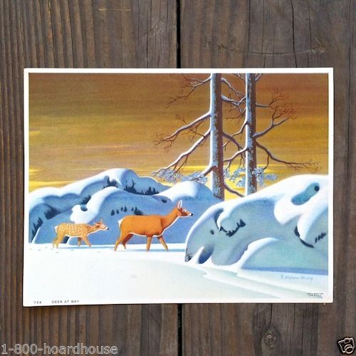WILSON MCCOY WILDLIFE Art Lithograph Print Set 1946